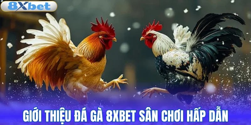 Giới thiệu đá gà 8XBET sân chơi hấp dẫn