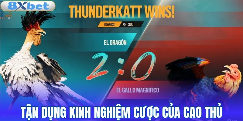 Tận dụng kinh nghiệm cược đá gà của cao thủ